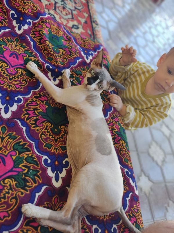 Кошка сфинкс девочка Кошка сфинкс девочка
