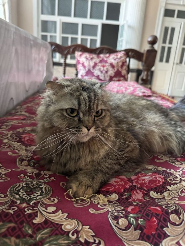 Норвежская лесная кошка Норвежская лесная кошка