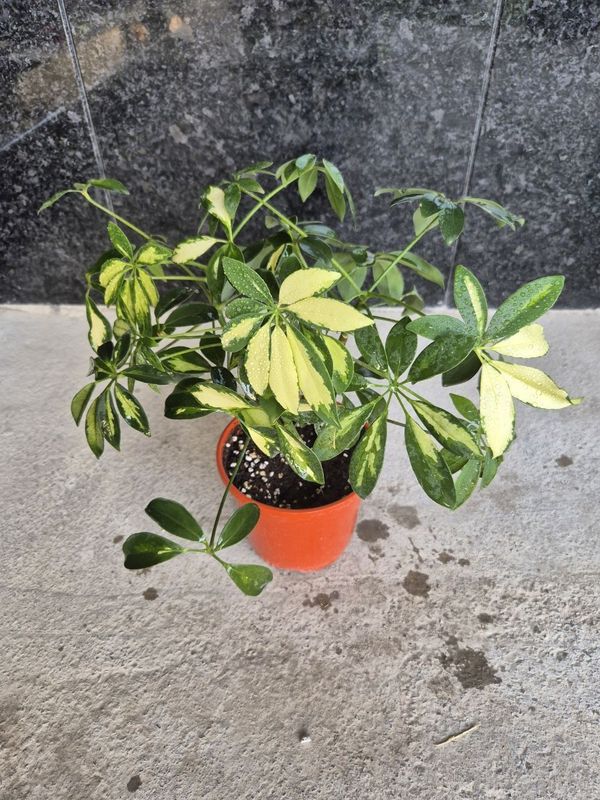 Schefflera arzon narxda Schefflera arzon narxda
