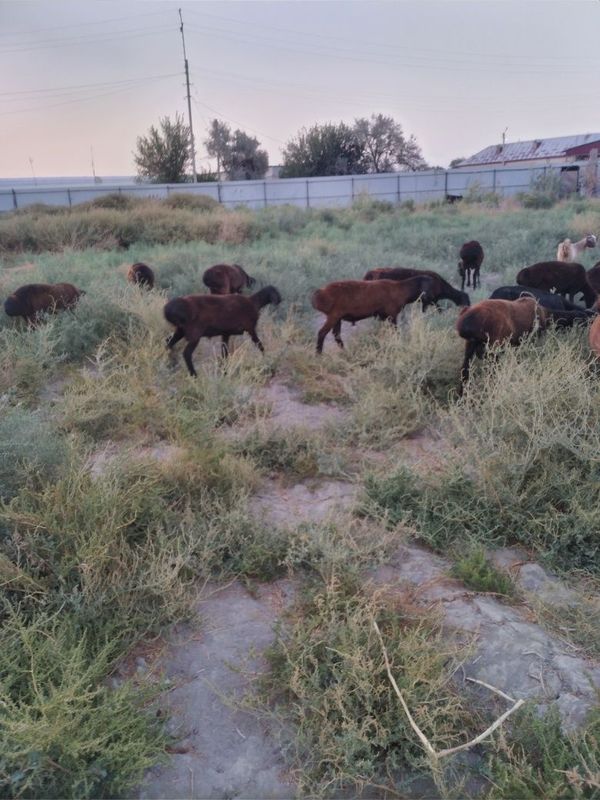 Бука ва сурхон кучкорлари сотилади Бука ва сурхон кучкорлари сотилади