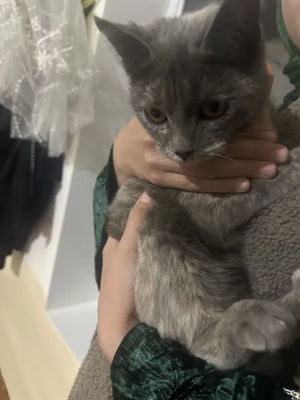 Zottor mushuk zor bola beradi