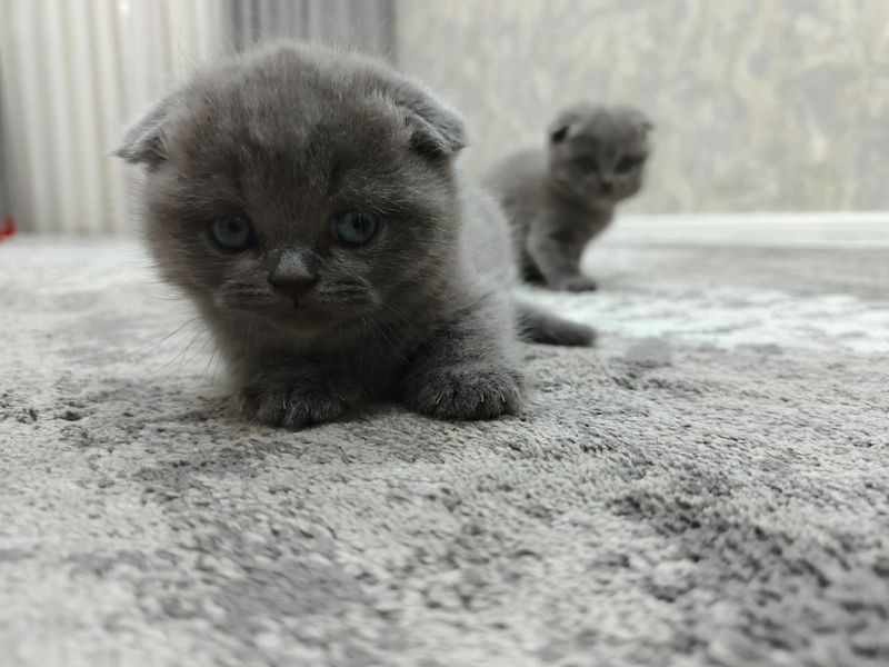 Мушук сотилади скоттиш фолд. Мушук сотилади скоттиш фолд.