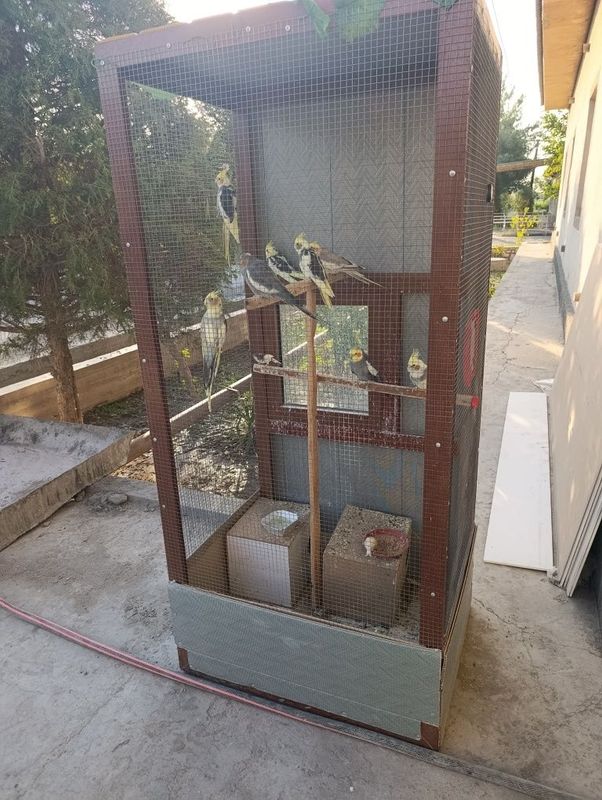Qushlar katagi bilan sotiladi Qushlar katagi bilan sotiladi