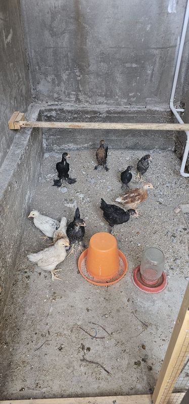 Продам домашних цыплят. Продам домашних цыплят.