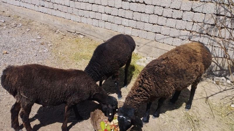 Qo'chqor 3dona vazni kamroq og'rlkda qidirgala uchun Qo'chqor 3dona vazni kamroq og'rlkda qidirgala uchun