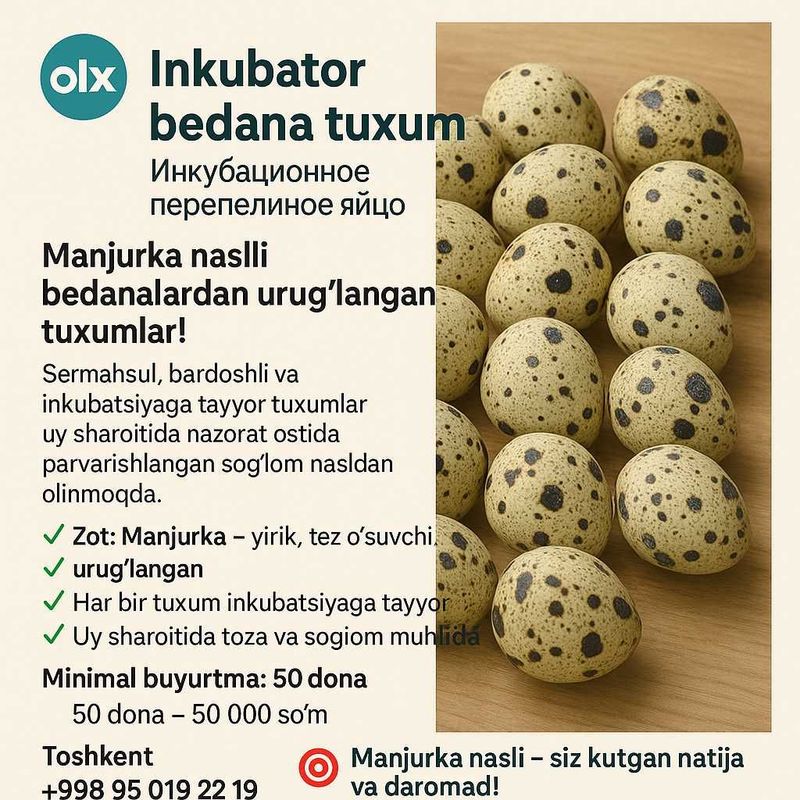 Inkubator Bedana Tuxum | Инкубационное Перепелиное Яйцо Inkubator Bedana Tuxum | Инкубационное Перепелиное Яйцо