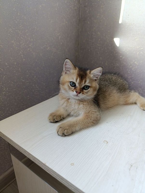 Кошка мальчик шиншила 2 месяц Кошка мальчик шиншила 2 месяц