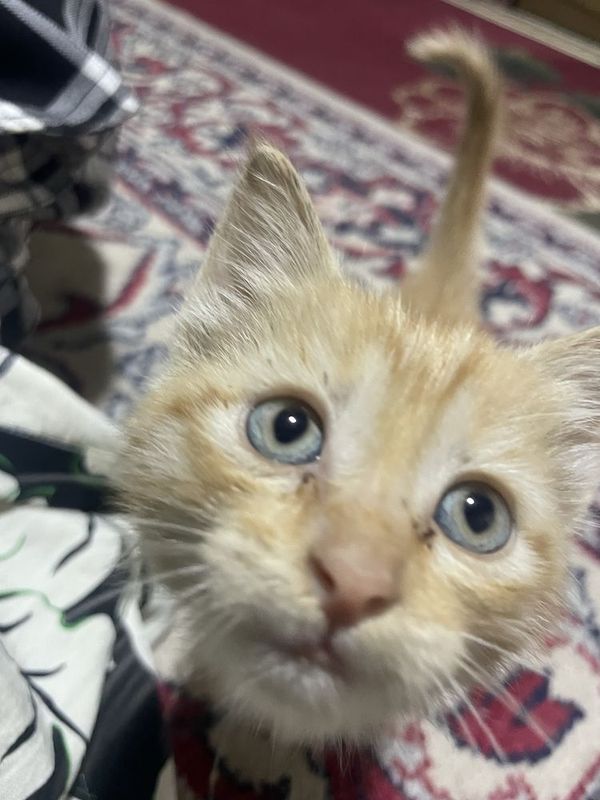 Котенок рыжая красавица Котенок рыжая красавица