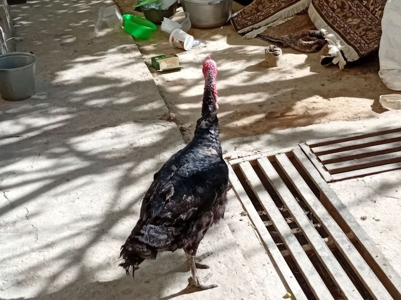 Kurka induk xoʻrozi semiz Kurka induk xoʻrozi semiz
