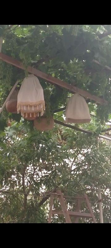 Sayroqi bedana sotiladi Sayroqi bedana sotiladi
