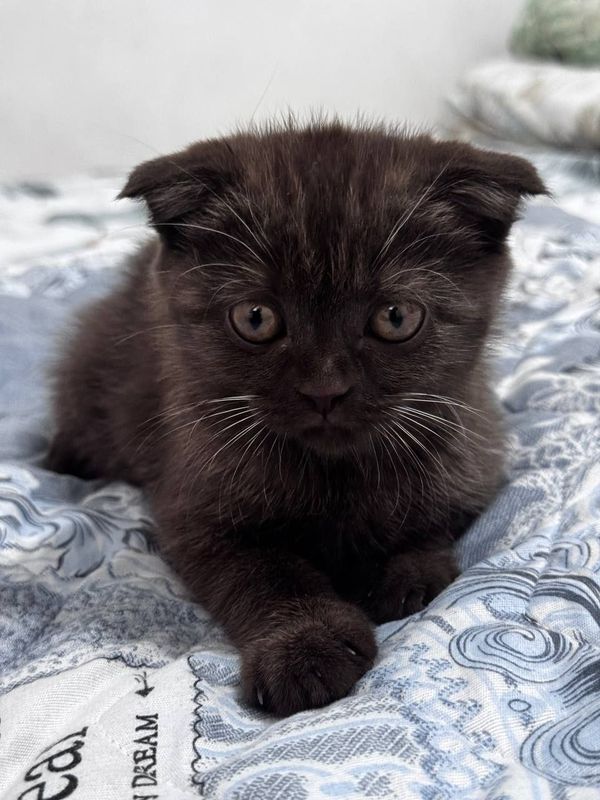 Scottish fold,Qiz bola,Nebula ! Скоттиш Фолд ! Scottish fold,Qiz bola,Nebula ! Скоттиш Фолд !