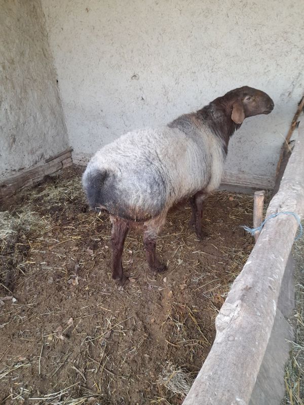 Yirik qóchqor uruģlik uchun. Yirik qóchqor uruģlik uchun.