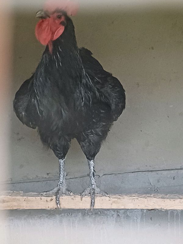 Horoz sotiladi Horoz sotiladi
