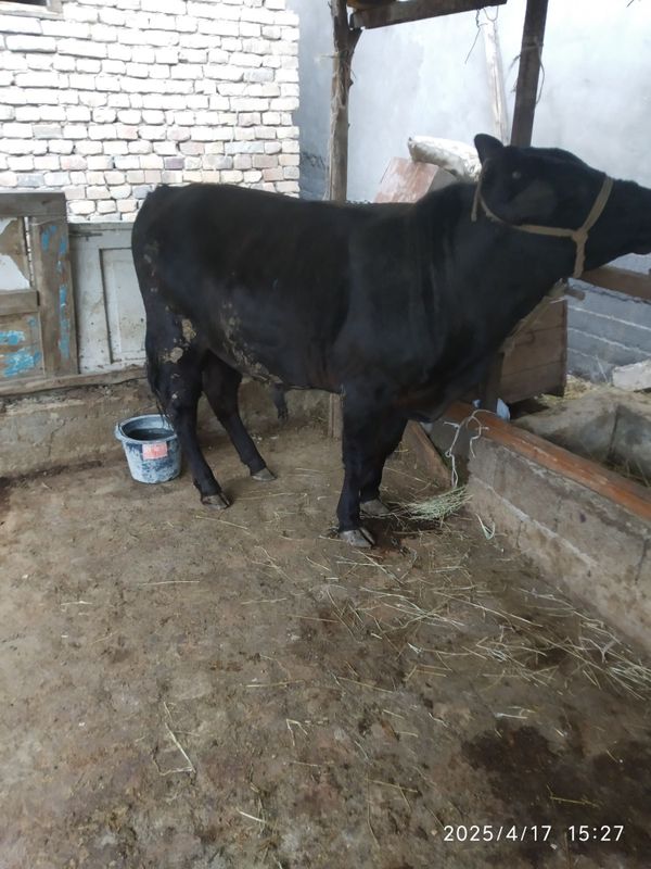 Angus va semintal buqalar sotiladi Angus va semintal buqalar sotiladi