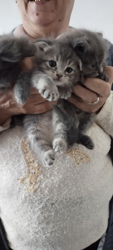 Продаются котята Продаются котята