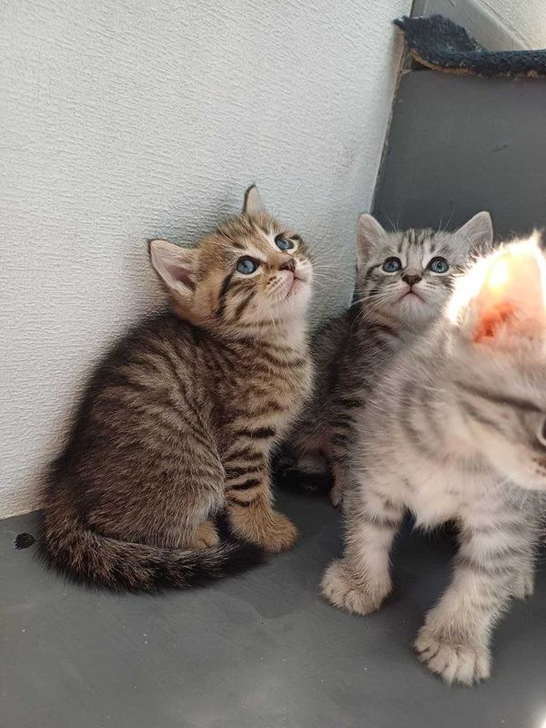 Mushuk bolalari sotiladi Mushuk bolalari sotiladi