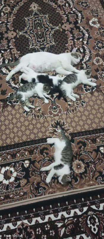 Котята домашние. Цена договорная Котята домашние. Цена договорная