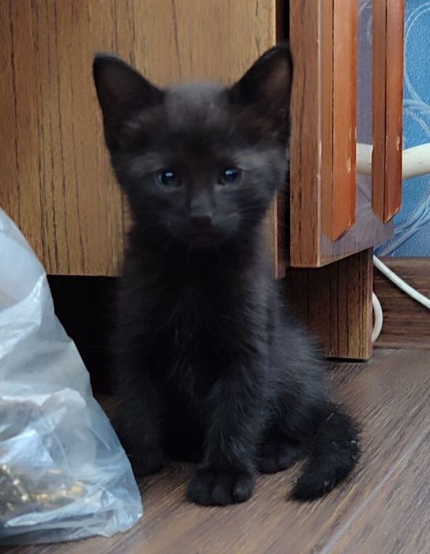 Котенок бесплатно Котенок бесплатно