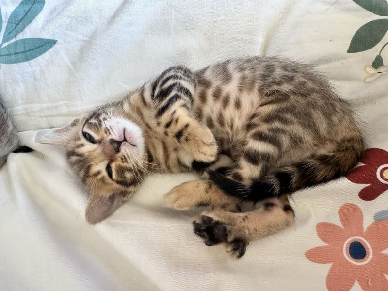 Бенгальские котята Бенгальские котята