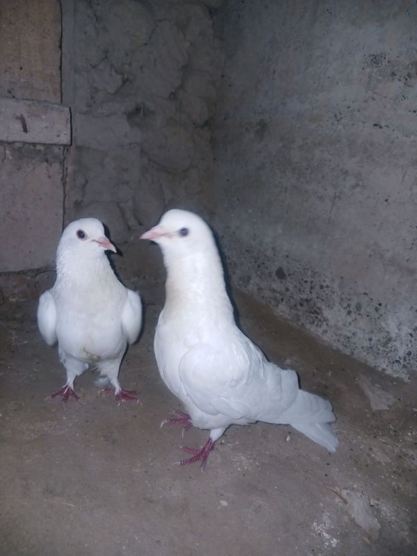 kabutar