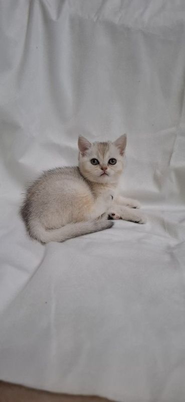 Шотландский скоттиш страйт Шотландский скоттиш страйт