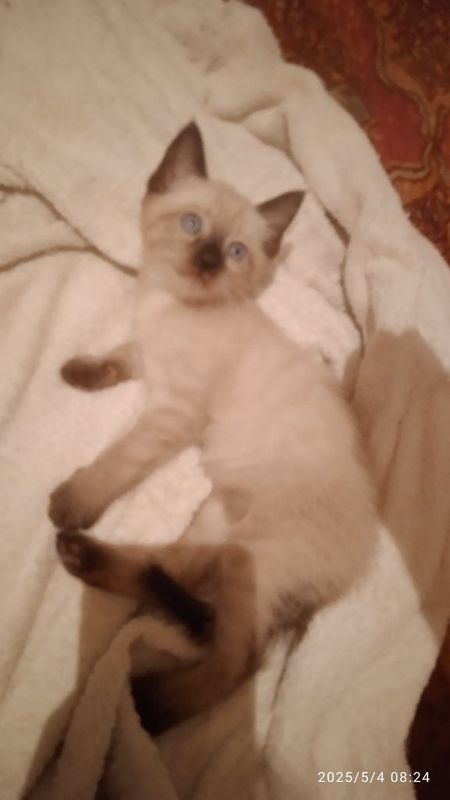 Отдам котят бесплатно в хорошие руки Отдам котят бесплатно в хорошие руки