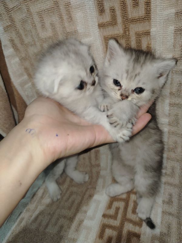 Продаются котята Продаются котята