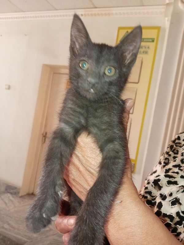 Отдам котят в хорошие добрые руки. Отдам котят в хорошие добрые руки.