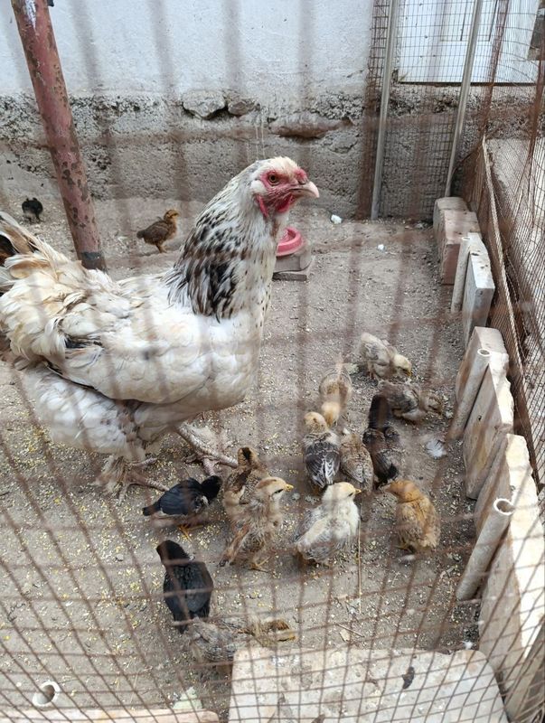 продам домашних куриц продам домашних куриц