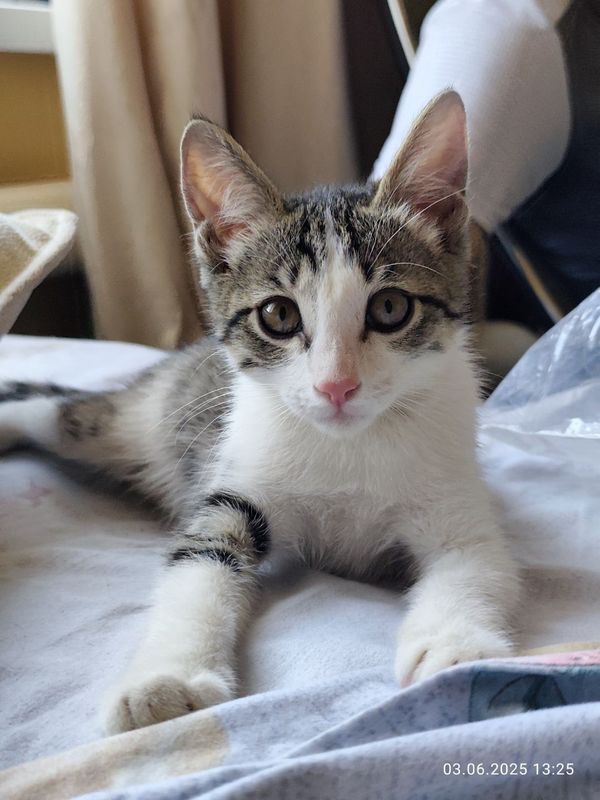 Отдам котёнка мальчика Отдам котёнка мальчика