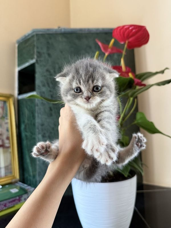 Скотиш Фолд в продаже Скотиш Фолд в продаже