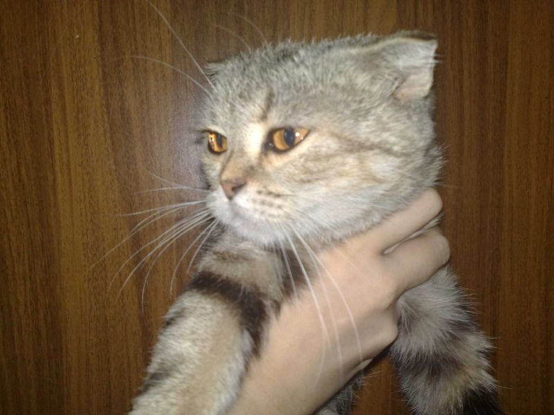 Веслоухая девочка 1 годик