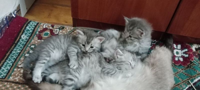 Шиншилла мушук болалари. 1 ойлик Шиншилла мушук болалари. 1 ойлик