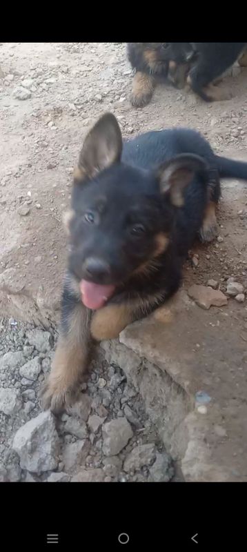 Ota onasiga javob Ota onasiga javob