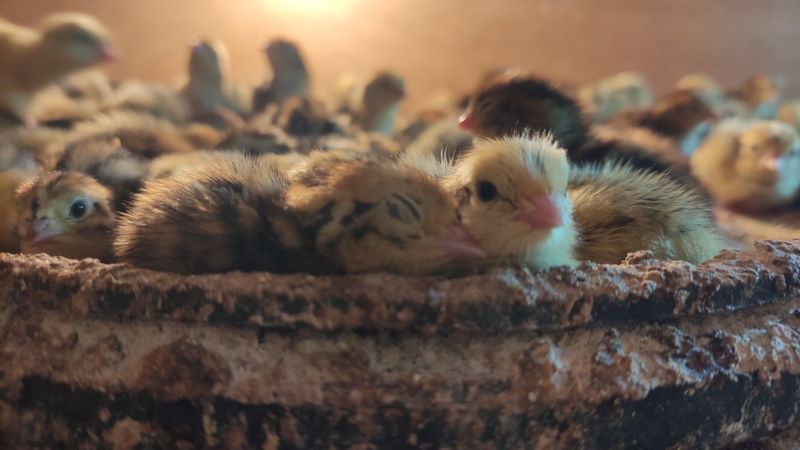 Bedana jòjalari bor Bedana jòjalari bor