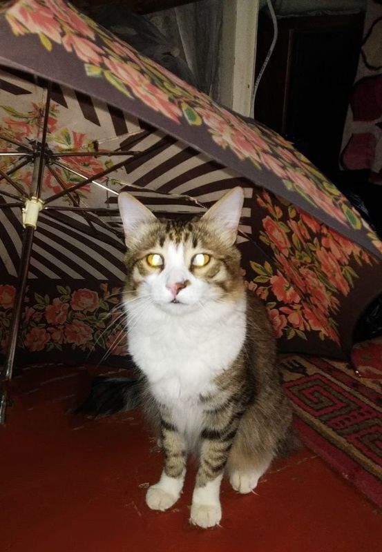 Отдам котика в добрые руки