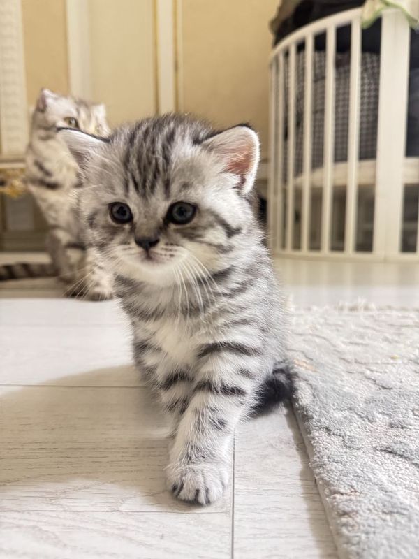 Пародистые котята Пародистые котята