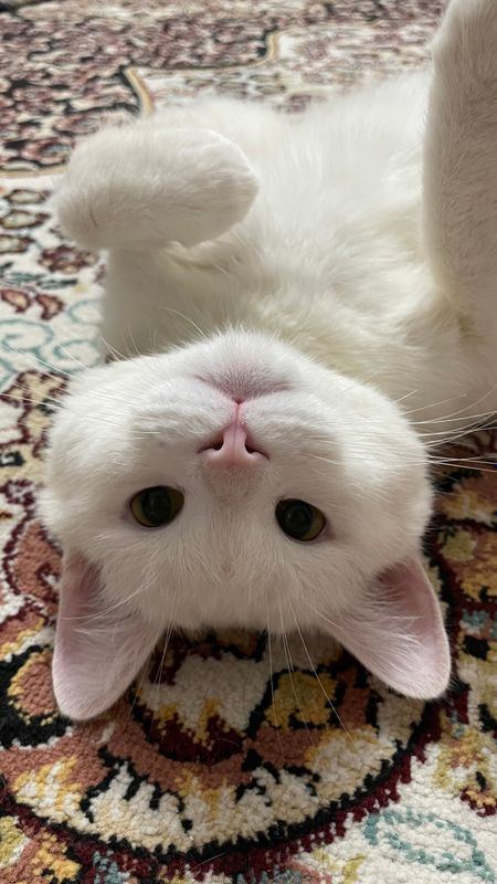 Кот турецкая ангорка Кот турецкая ангорка