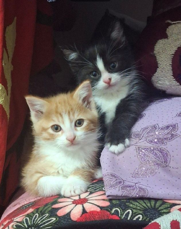 Котята ищут себе дом Котята ищут себе дом