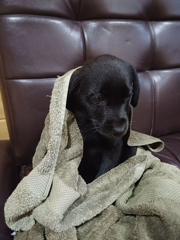 Labrador zotli kuchuk bolasi Labrador zotli kuchuk bolasi