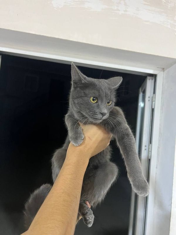 Xonaki mushuk sotiladi Xonaki mushuk sotiladi