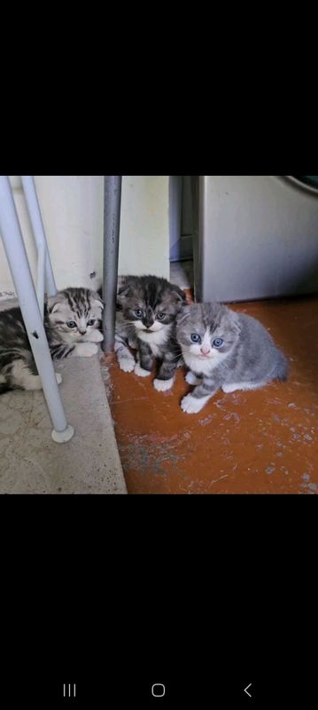 продаётся котята скоттиш фолд чистакровные продаётся котята скоттиш фолд чистакровные