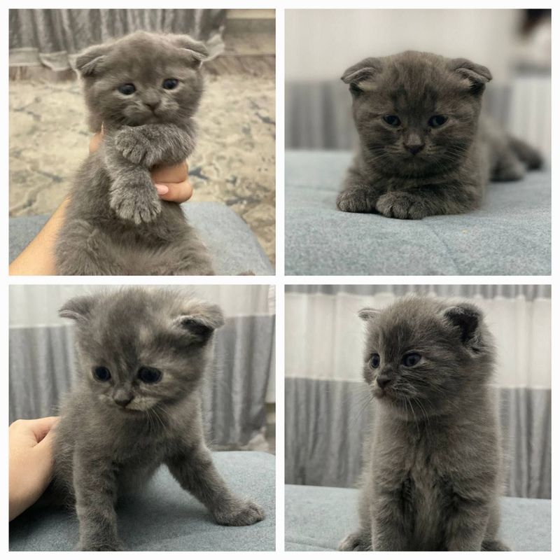 Продаются котята
