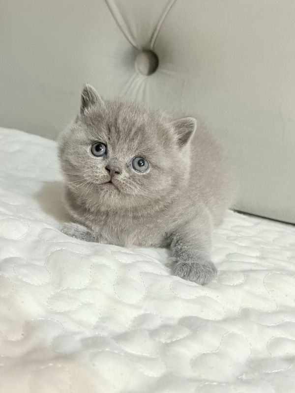 Чистокровный страйт мальчик 1 мес Чистокровный страйт мальчик 1 мес