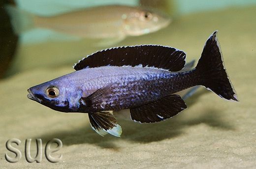 Siprahromis Jumbo kitumba maloklari Siprahromis Jumbo kitumba maloklari