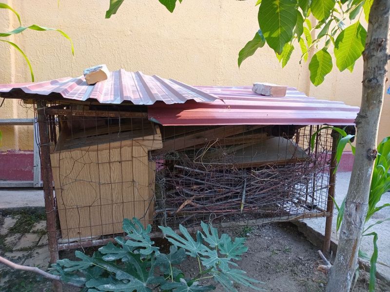 Tovuq katak temirdan