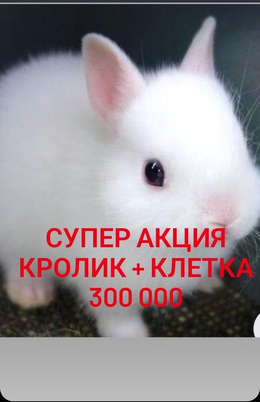 Дикаративный карликовый кролики Дикаративный карликовый кролики