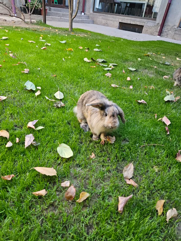 Кролик карликовый самец Кролик карликовый самец