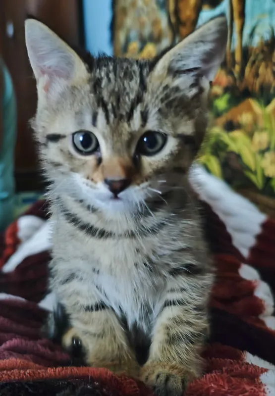 Отдам котёнка(мальчика) в хорошие руки