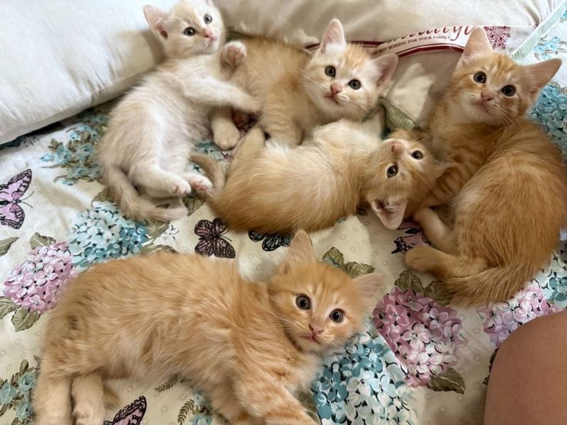 Котята, очень милые и красивые Котята, очень милые и красивые